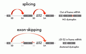 exon-skipping-52